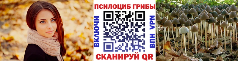 сколько стоит  Липецк  Псилоцибиновые грибы Psilocybine cubensis 